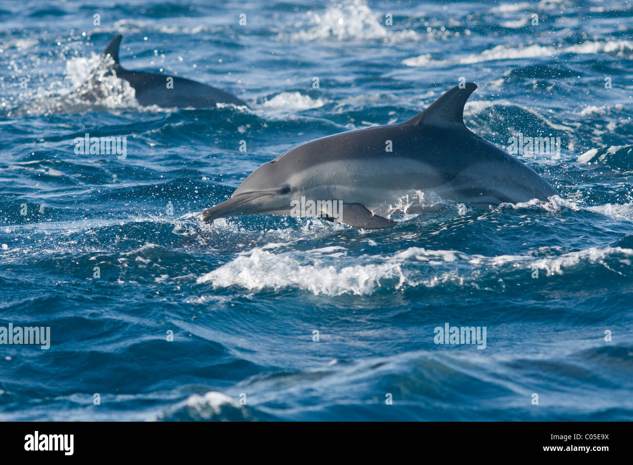 Delfín común, Delphinus capensis, viajando a la velocidad, saltando. Ejecute la sardina, Sudáfrica Foto de stock