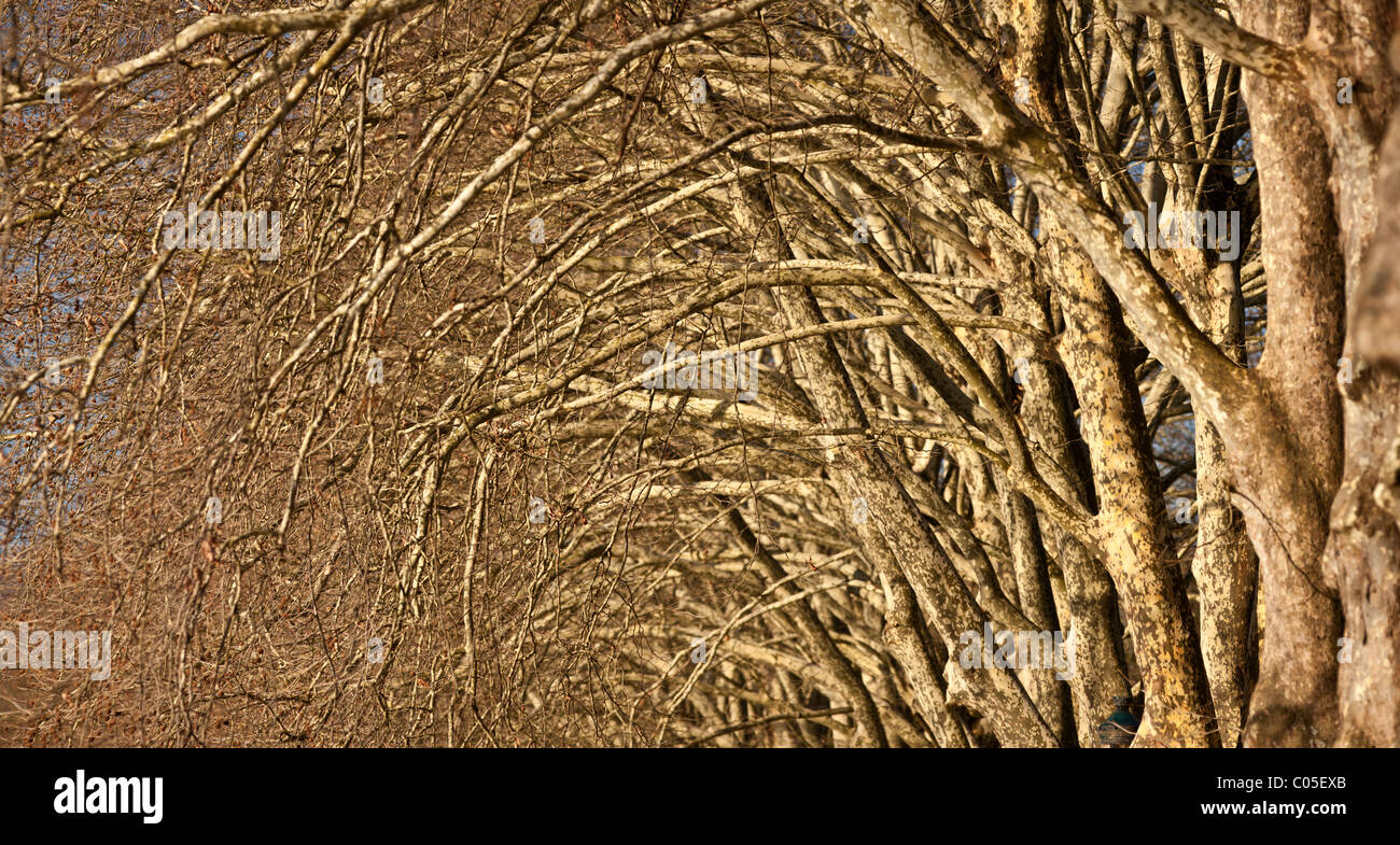 En invierno, una línea de árboles en el Parque Bourins, en Vichy (Francia). Platanus × acerifolia. Foto de stock