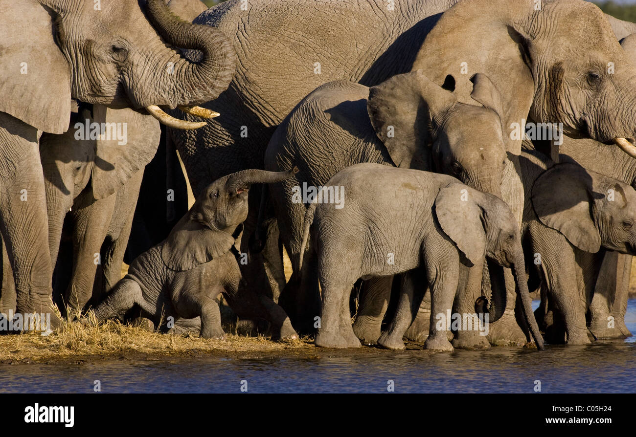 Manada de elefantes en waterhole, Parque Nacional de Etosha, en Namibia. Foto de stock