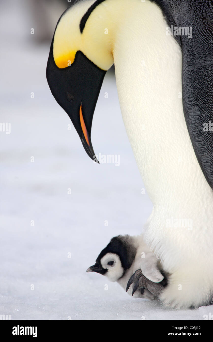 El pingüino emperador y el pollo, Octubre, la isla Snow Hill, Mar de Weddell, en la Antártida Foto de stock