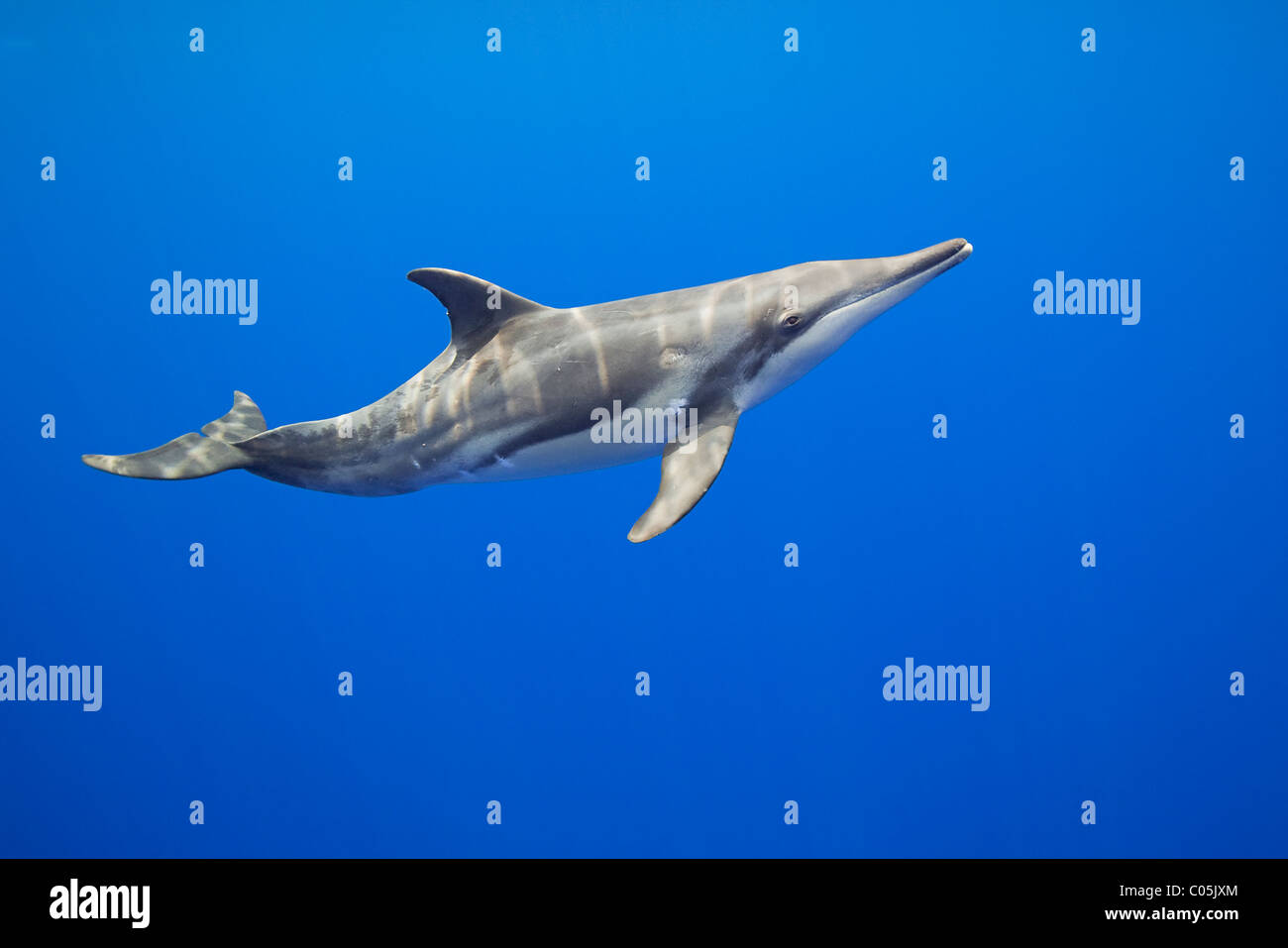 Dientes ásperos, Steno bredanensis delfín, costa de Kona, Big Island, Hawaii, EEUU, Océano Pacífico Foto de stock