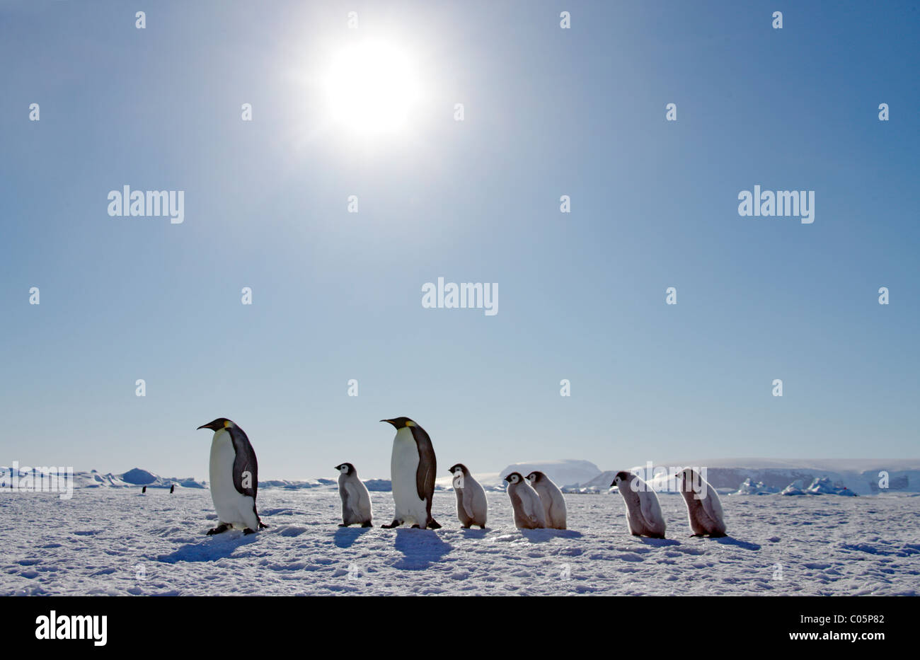 Los pingüinos emperador y polluelos, Octubre, la isla Snow Hill, Mar de Weddell, en la Antártida. Foto de stock