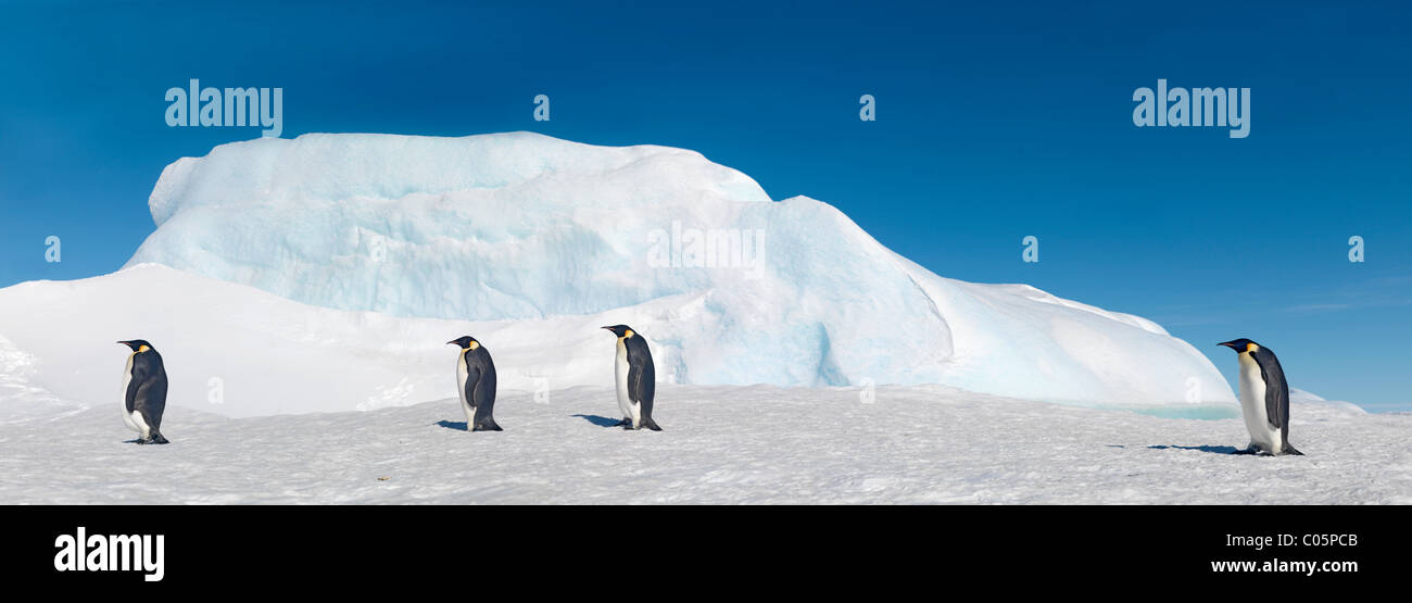Los pingüinos emperador caminando sobre el hielo del mar, Octubre, la isla Snow Hill, Mar de Weddell, en la Antártida. Foto de stock