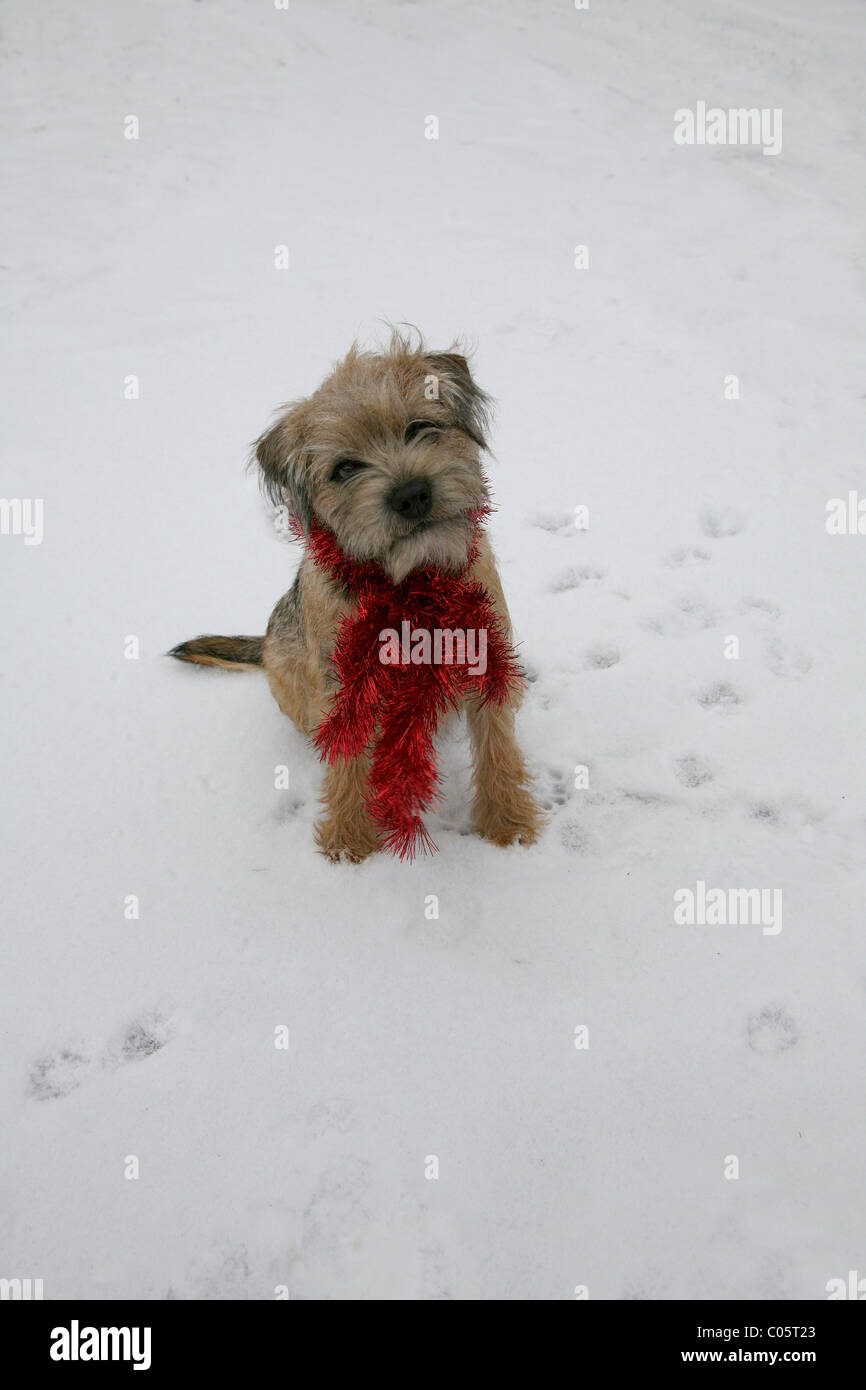 Pequeño Perro en la nieve Foto de stock