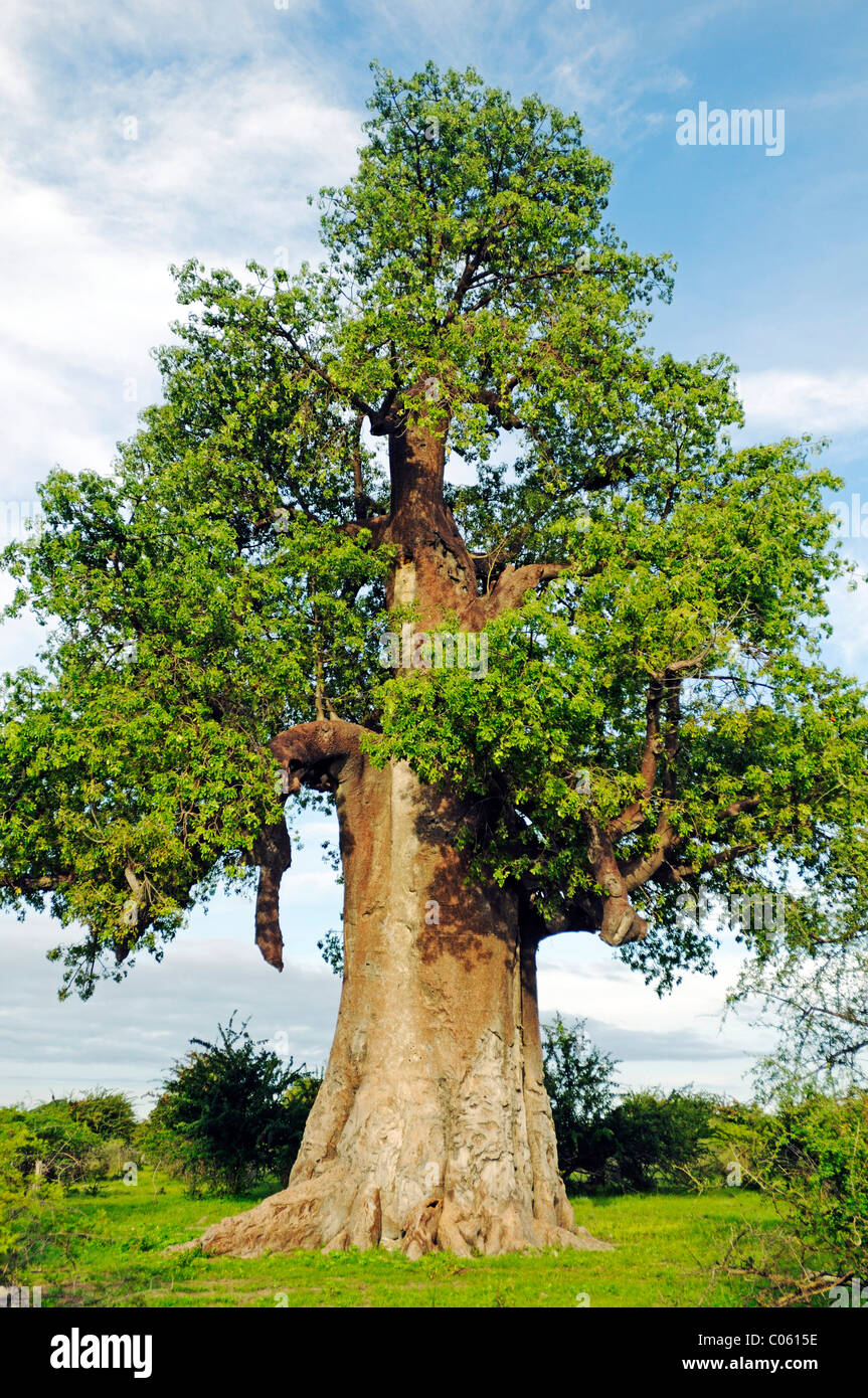 Baobab africano (Adansonia digitata), Makgadikgadi salinas, región Makgadikgadi Pans, Botswana, África Foto de stock