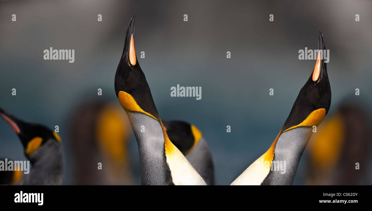 Pingüinos rey mostrando en colonia reproductora. Gold Harbor, Georgia del Sur, en el Atlántico Sur. Foto de stock