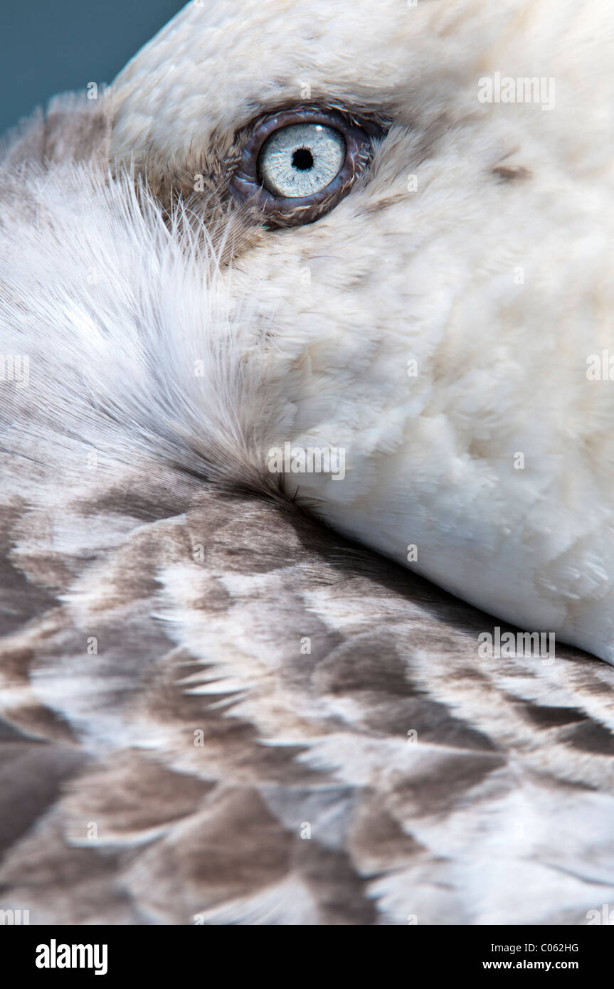 El Petrel Gigante descansando con Bill metido bajo su ala, Stromness, Georgia del Sur, en el Atlántico Sur. Foto de stock