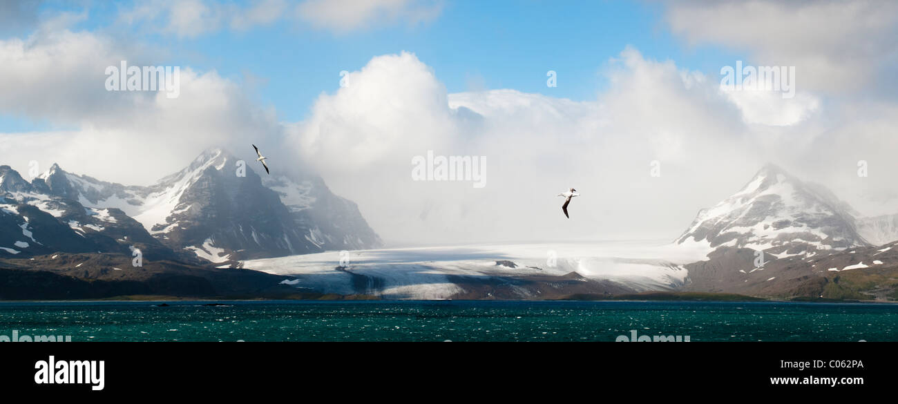 Albatros volando sobre la Bahía de islas con la llanura de Salisbury glaciar en el fondo. Georgia del Sur, en el Atlántico Sur. Foto de stock