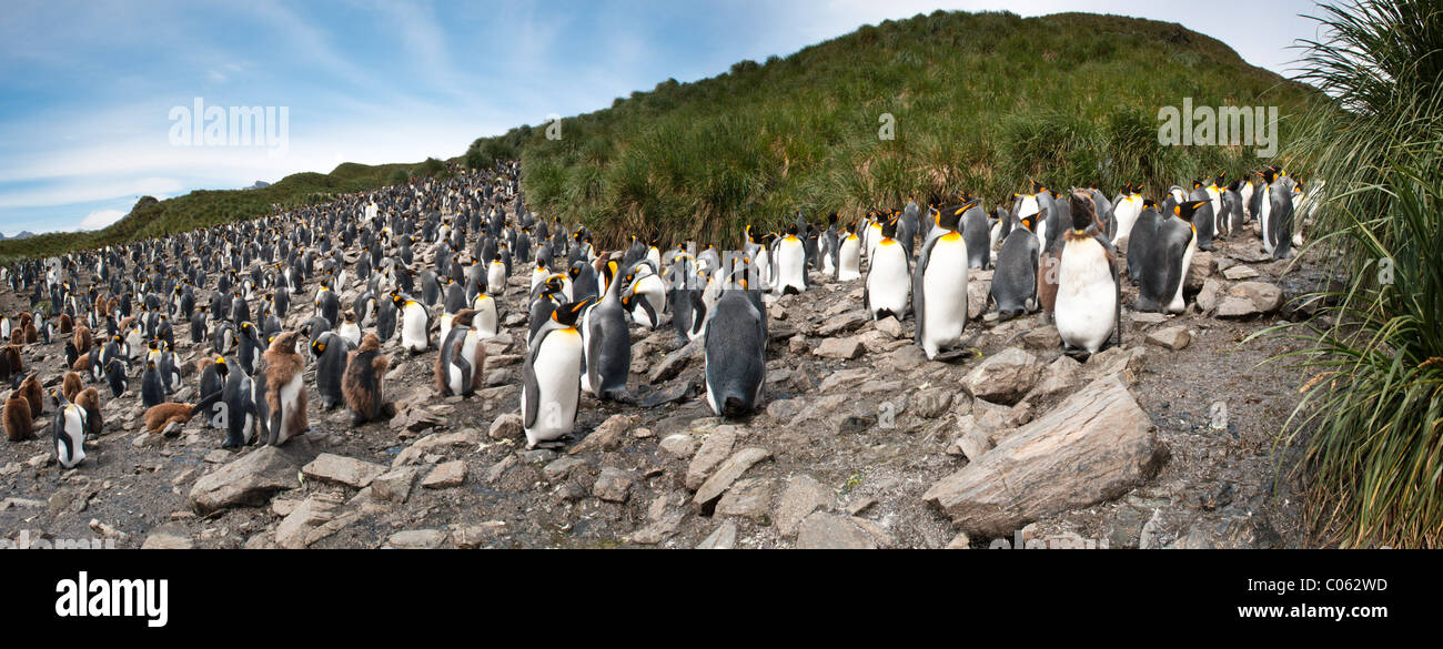 Colonia de cría de pingüino rey, Salisbury Plain, Georgia del Sur, en el Atlántico Sur. Foto de stock