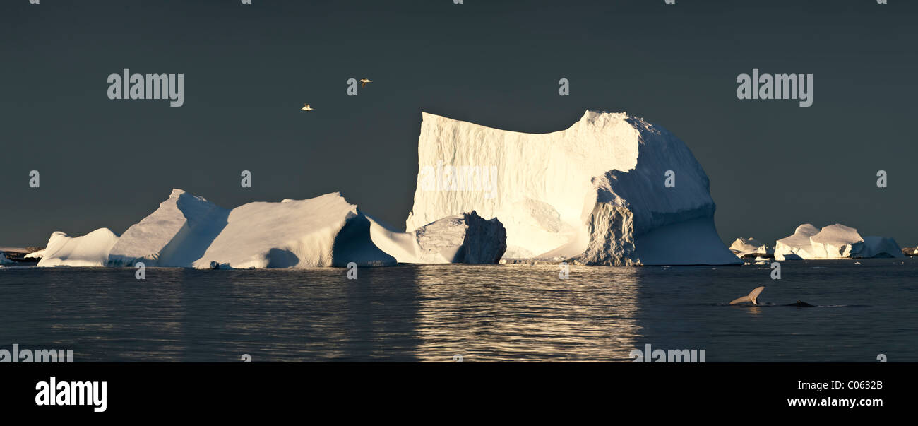 Las gaviotas cocineras que volaba sobre icebergs al amanecer, con la ballena jorobada, Vernadsky, la Antártida Foto de stock