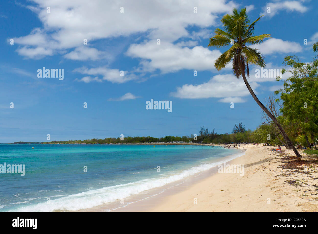 Palmera en la playa de Anse du Souffleur, Port-Louis, Grande-Terre, Isla Guadalupe, Antillas Francesas, Antillas Menores Foto de stock
