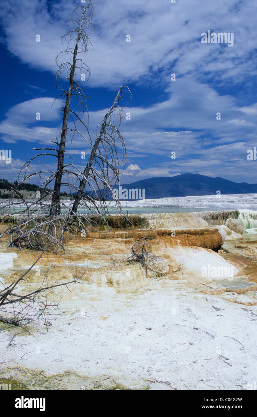 Terraza de sinterización, Mammoth Hot Springs, el Parque Nacional de Yellowstone, en EE.UU. Foto de stock