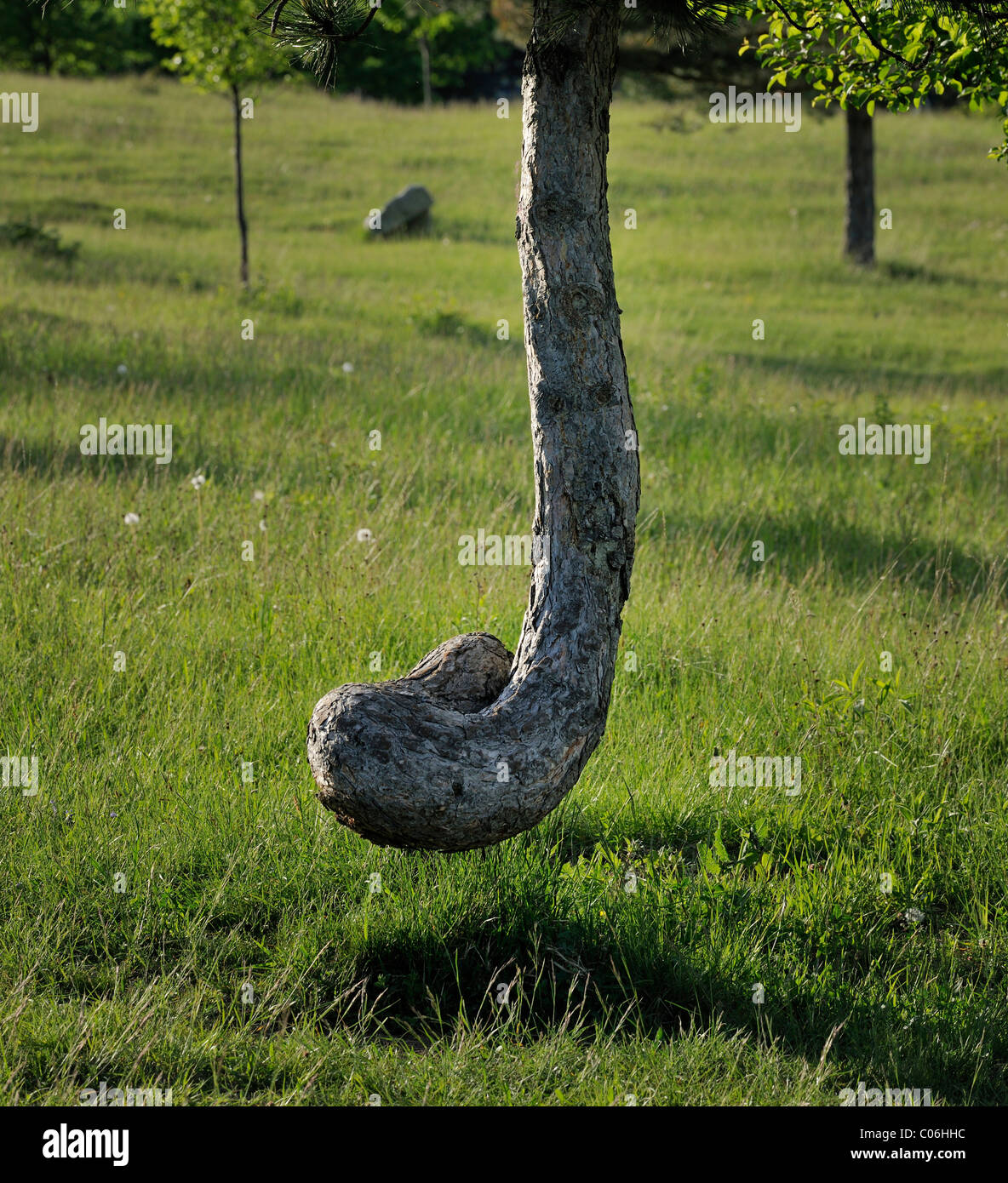 Árbol flotante, de efecto natural, Simposio Lindabrunn Triestingtal, valle,  Baja Austria, Europa Fotografía de stock - Alamy