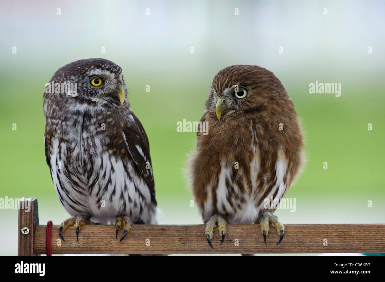 Búhos pigmeos fotografías e imágenes de alta resolución - Alamy