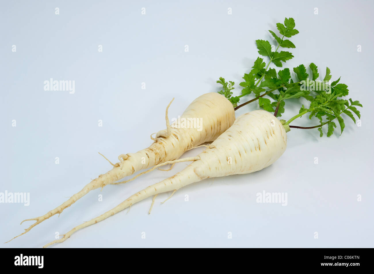 La alcachofa (Pastinaca sativa). Zanahoria-como raíces comestibles con hojas. Studio picture contra un fondo blanco. Foto de stock
