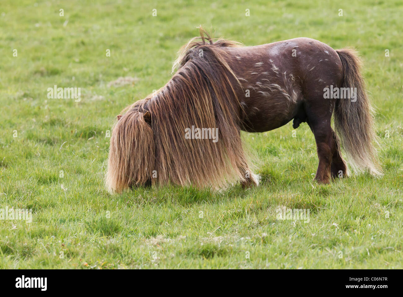 Shetland pony semental Foto de stock