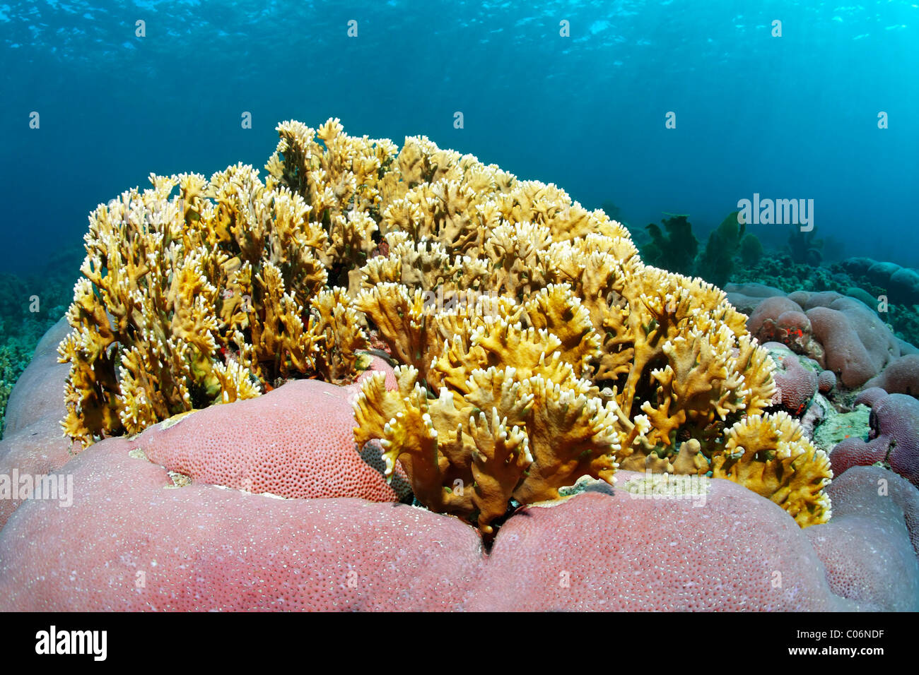 Ramificación de fuego (Millepora alcicornis coral), amarillo, rosa, desconocida nettling almohada coral, Little Tobago, Speyside Foto de stock