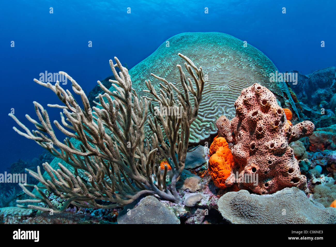 Bloques de coral, el arrecife de coral, cubierto, diversas corales y esponjas multicolores, Little Tobago, SPEYSIDE, Trinidad y Tobago Foto de stock