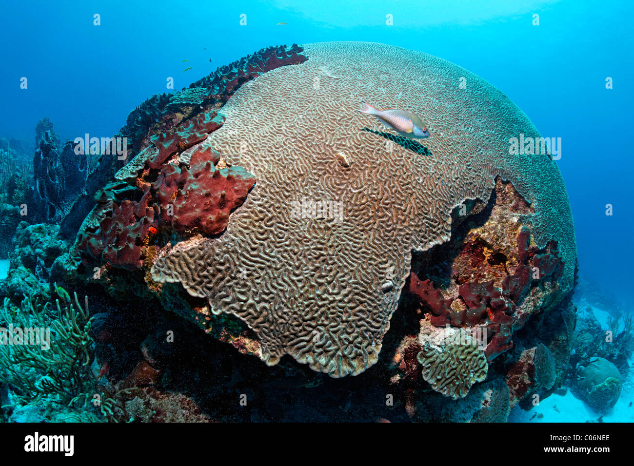 Symmetric coral cerebro (Diploria strigosa), pez loro Sparisoma aurofrenatum Redband (poco), Tobago, Speyside Foto de stock