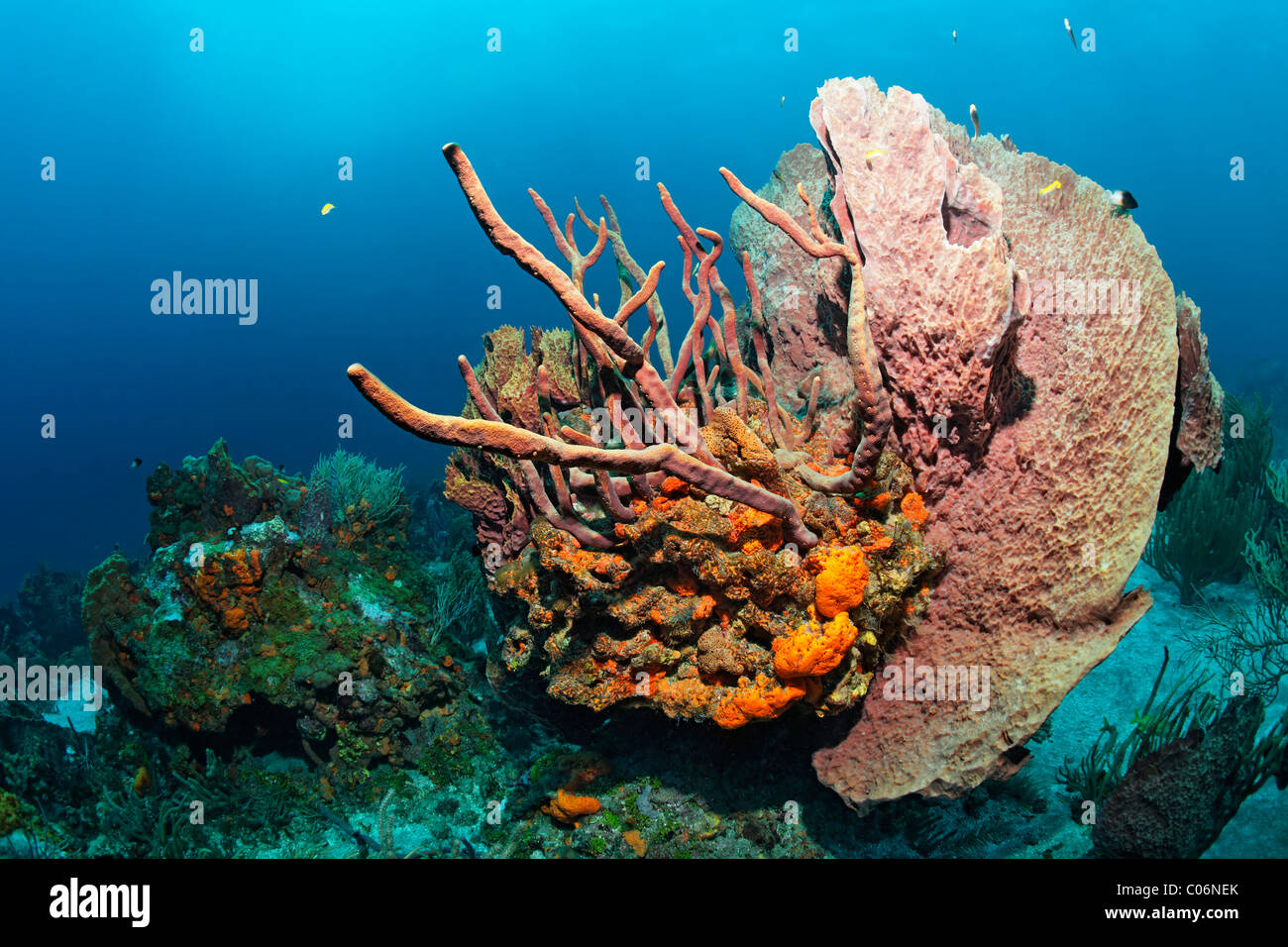 Los arrecifes de coral, bloques de coral, pendiente, cubierto, diversas corales y esponjas multicolores, Little Tobago, Speyside Foto de stock