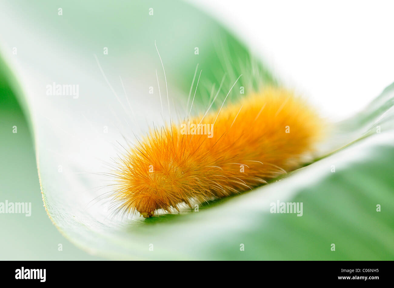 Amarillo Caterpillar en una hoja , cerrar Foto de stock