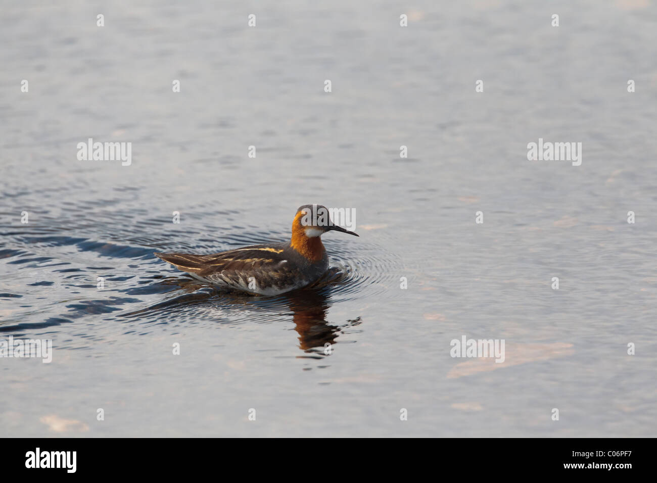 Rojo necked phalarope nadar en un páramo loch Foto de stock