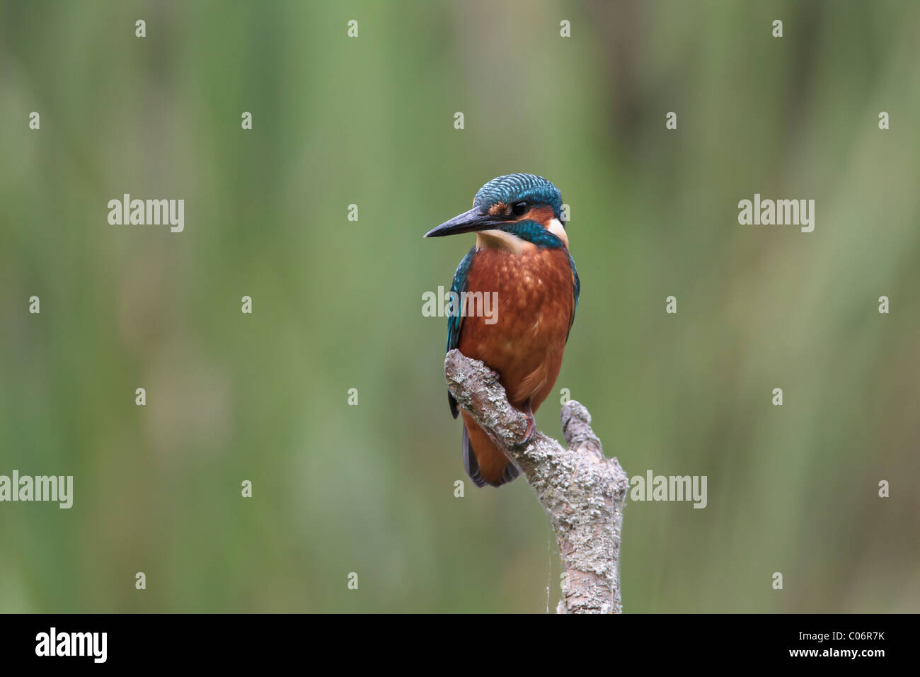 Kingfisher encaramado sobre un fondo de follaje verde Foto de stock