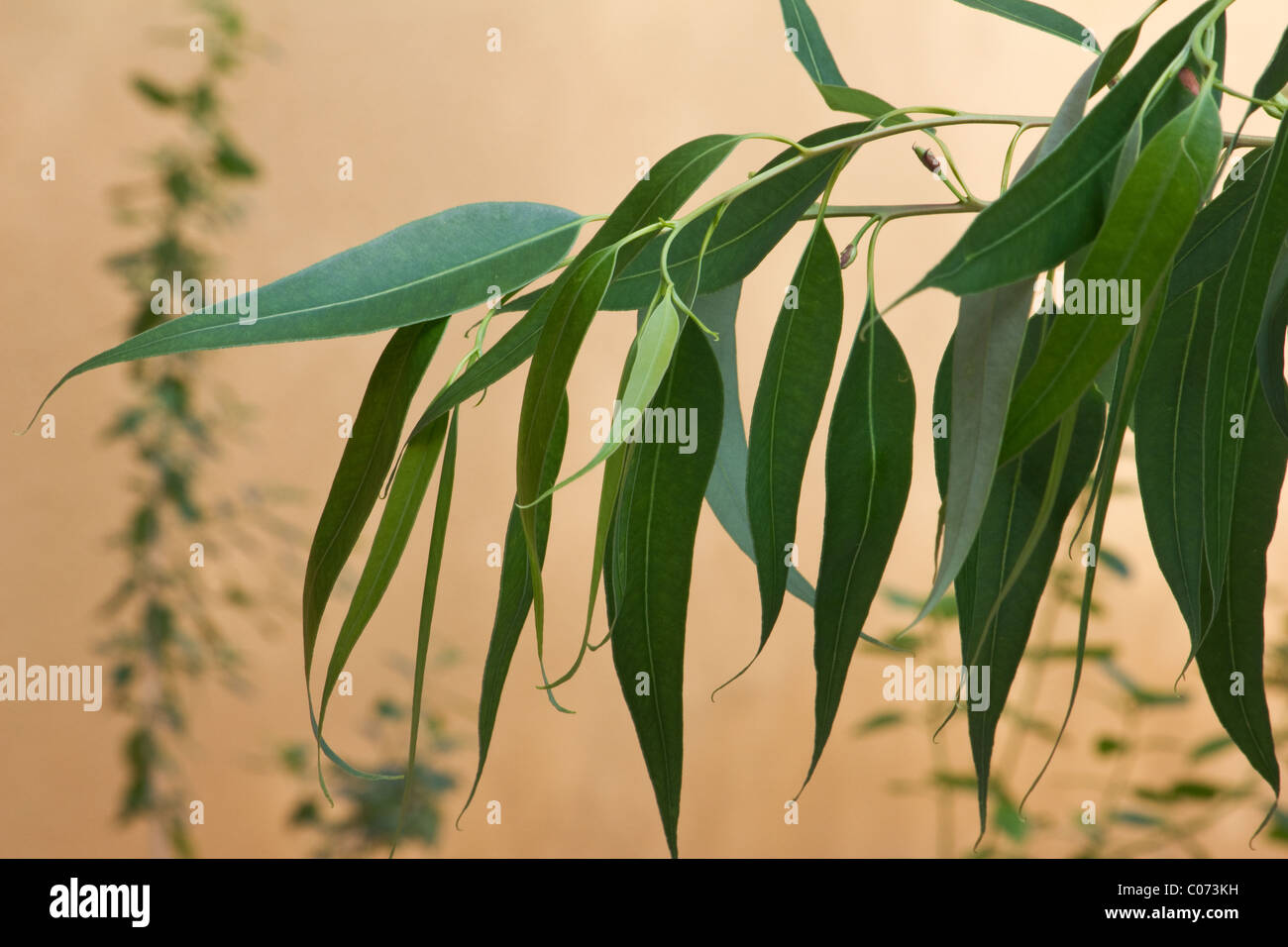 Ramas de eucalipto fotografías e imágenes de alta resolución - Alamy