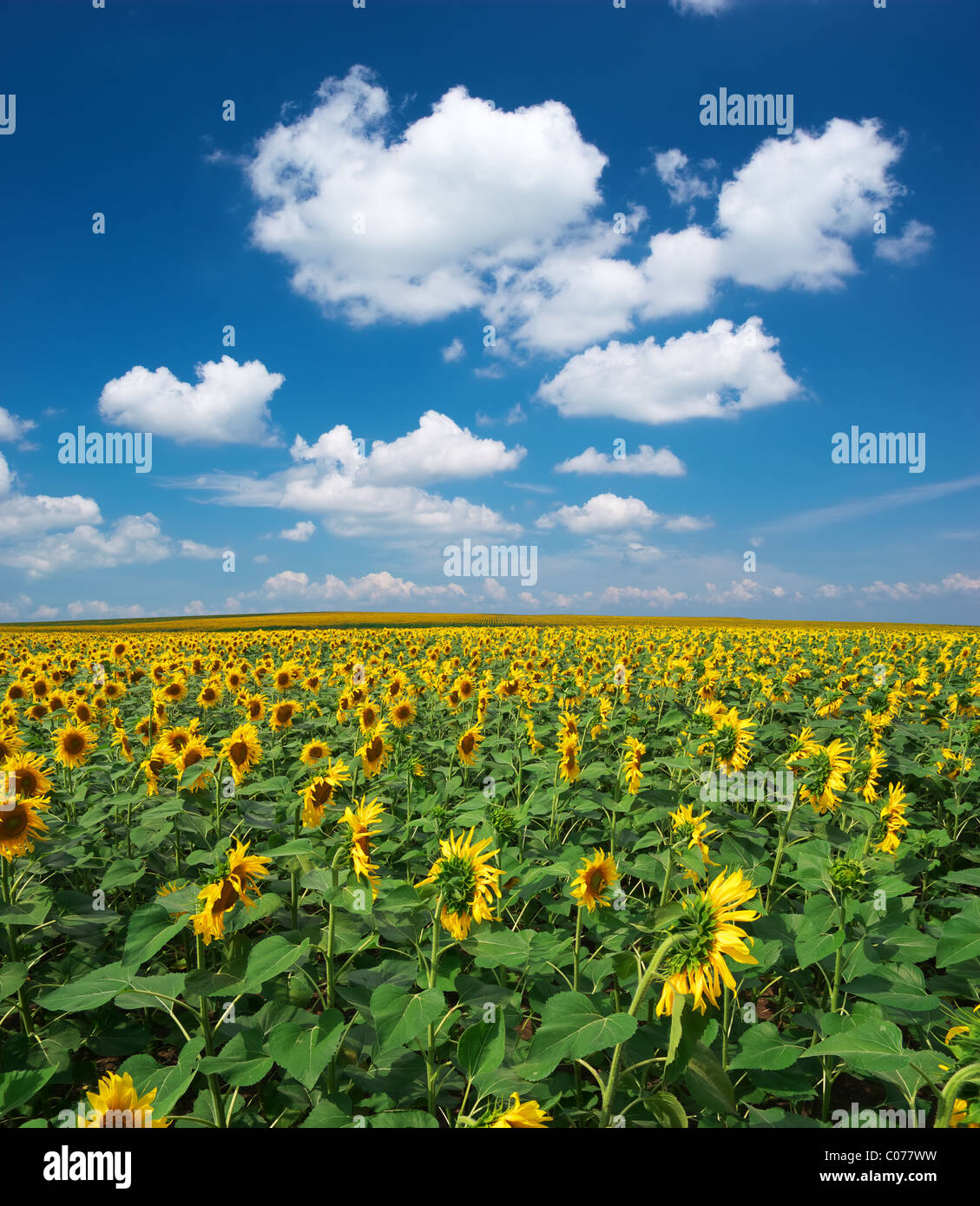 Gran campo de girasoles. Composición de la naturaleza. Foto de stock