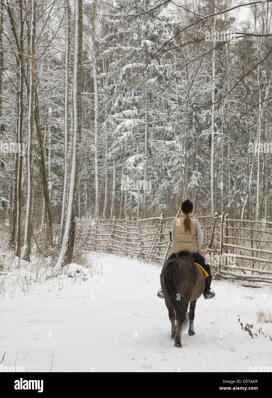 Invierno paseos a caballo por el bosque nevado de el bosque de Bialowieza Foto de stock