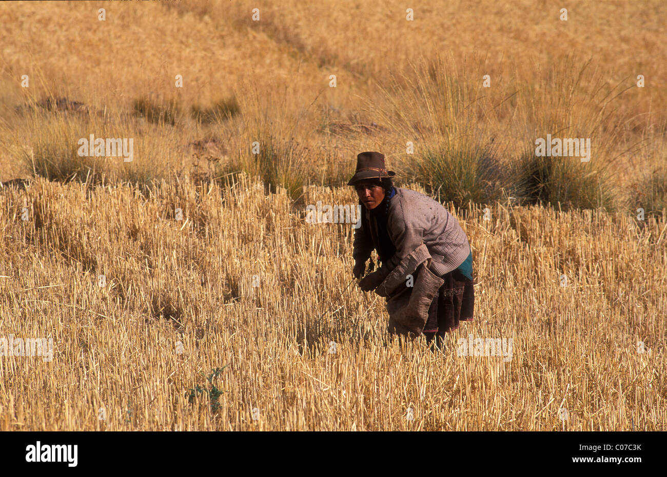 Farmer, una mujer del pueblo indígena Quechua en el trabajo en su campo, Perú, América del Sur Foto de stock