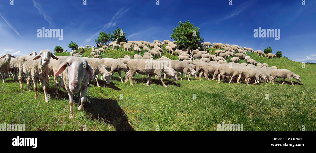 Rebaño de ovejas pastando Altmuehltaler sobre una colina en la parte superior Eichstaett, Baviera, Alemania, Europa Foto de stock