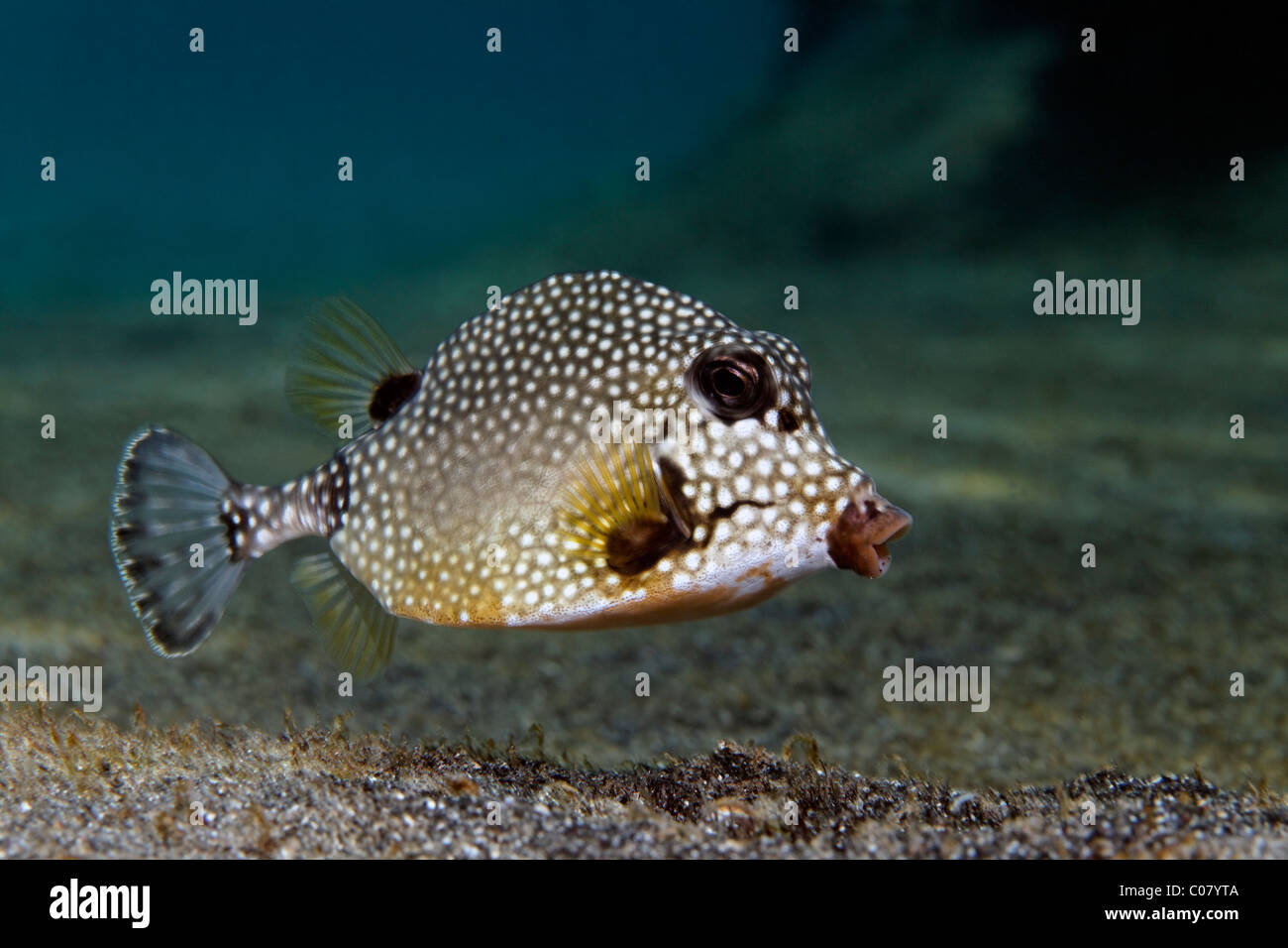 Smooth Trunkfish (Lactophrys triqueter), natación sobre fondo arenoso, Santa Lucía, Santa Lucía, Insel, Inseln unter dem Wind Foto de stock