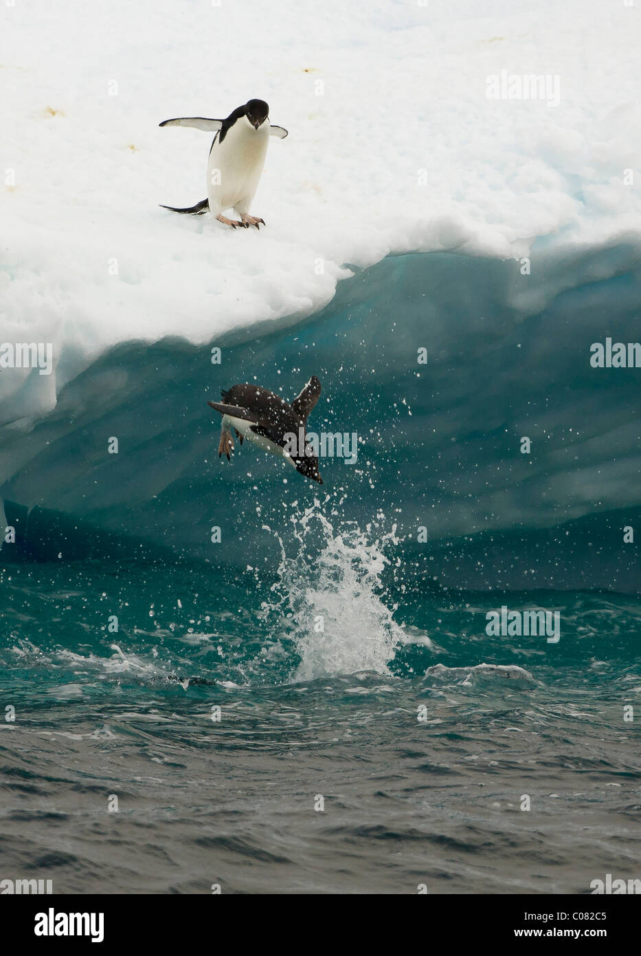 Pingüinos Adelie diving off témpano, Isla Paulet, Península Antártica Foto de stock