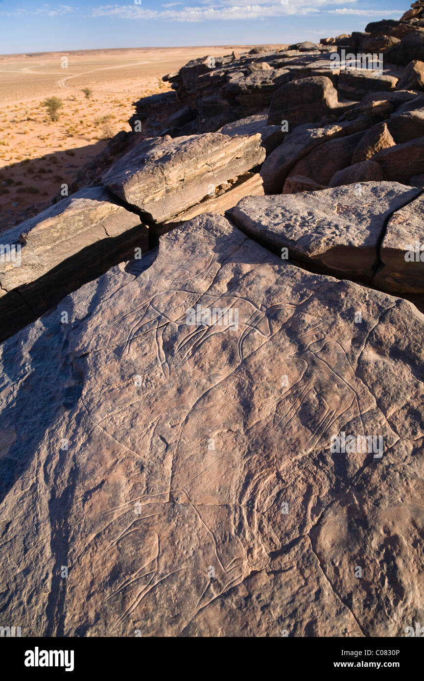 Grabados en piedra en el desierto de piedra, Libia, Sáhara Occidental, Norte de África Foto de stock