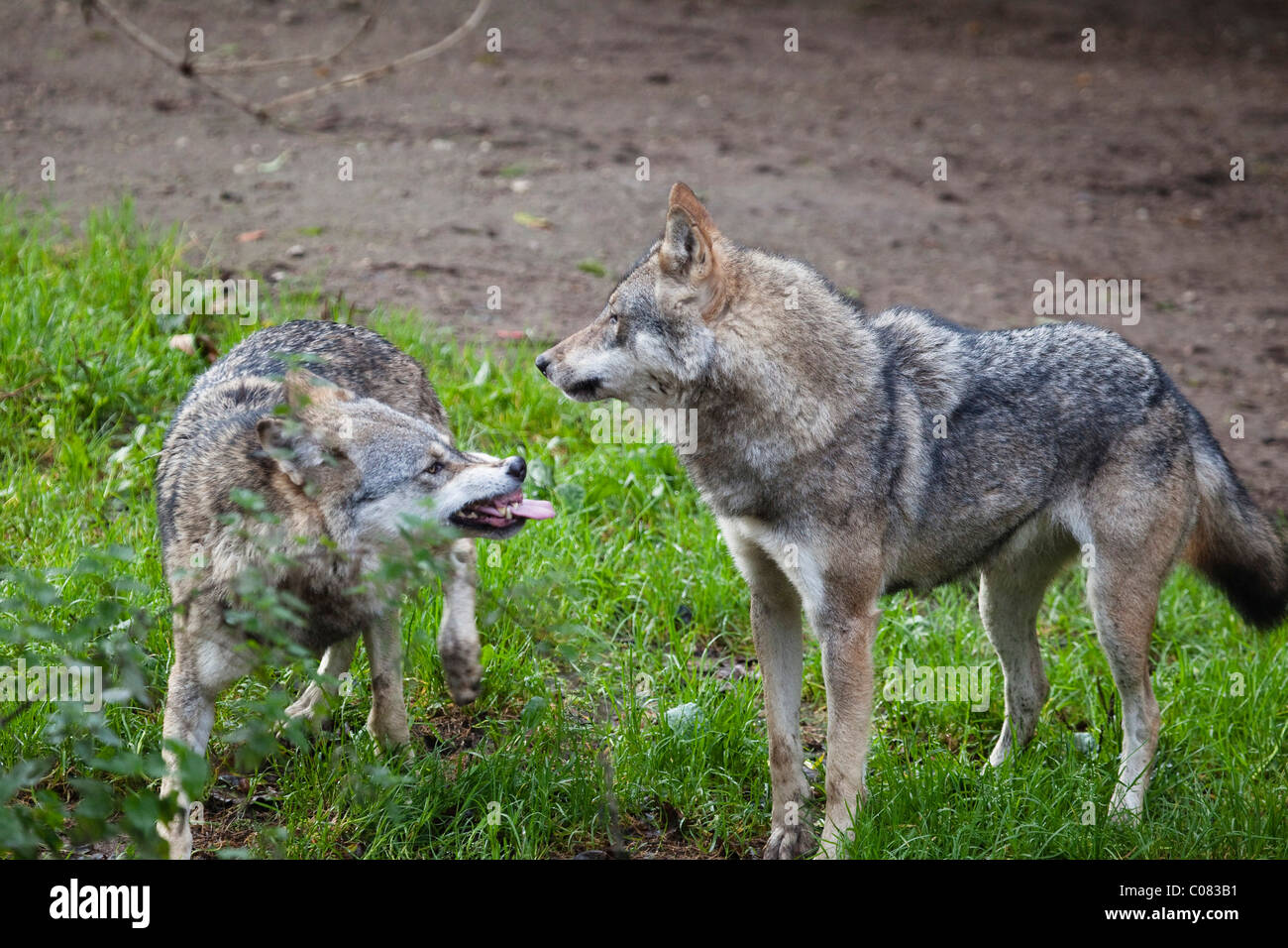Los lobos (Canis lupus), gestos de sumisión, comportamiento, Europa Foto de stock