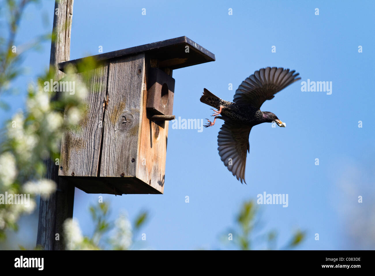 Starling (Sturnus vulgaris), transportando las heces fuera de una caja del nido en un jardín, Baviera, Alemania, Europa Foto de stock