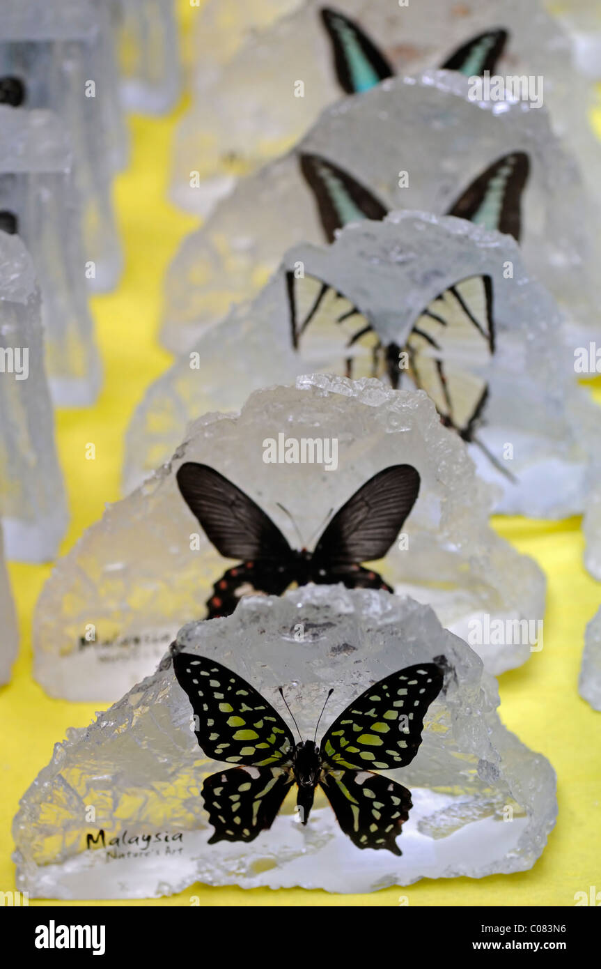 Souvenirs en venta butterfly mariposas tropicales de Insectos Subtropicales  naturaleza parque KL Kuala lumpur malasia Fotografía de stock - Alamy