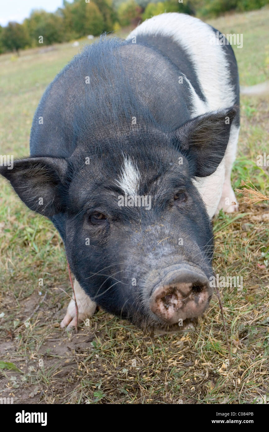 Herbívoro un pequeñísimo de la raza de cerdo vietnamita Foto de stock
