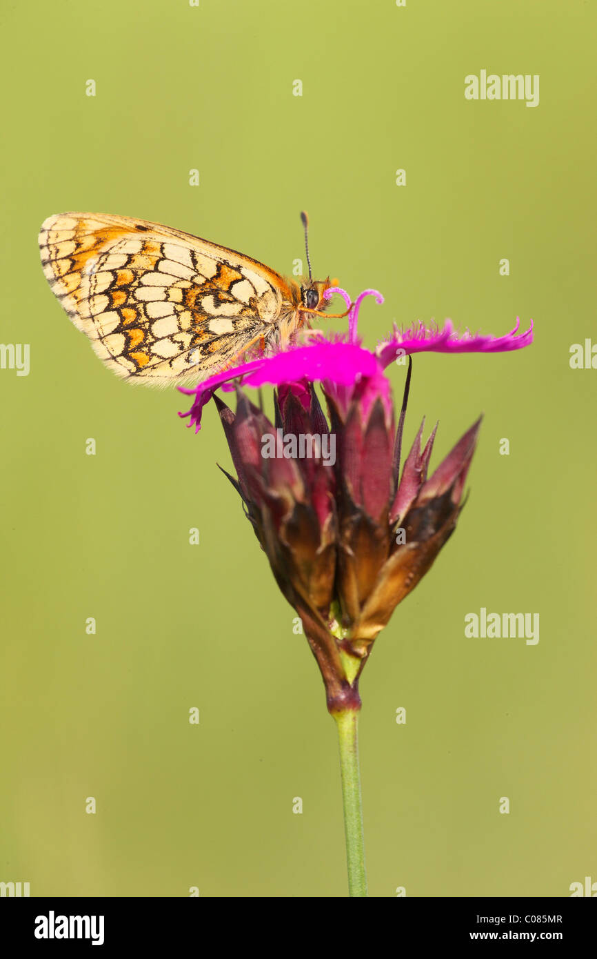 Heath, Speyeria butterfly (Melitaea athalia) en la Cartuja (Dianthus Rosa carthusianorum) Foto de stock