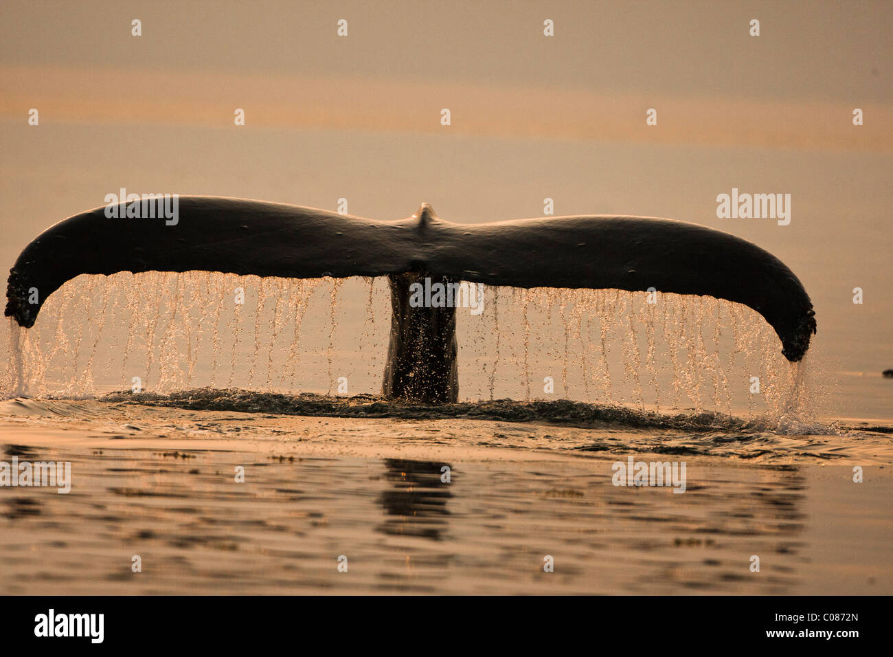 Ballena Jorobada mostrando fluke de cola antes de que suene, Alaska, EE.UU. Foto de stock
