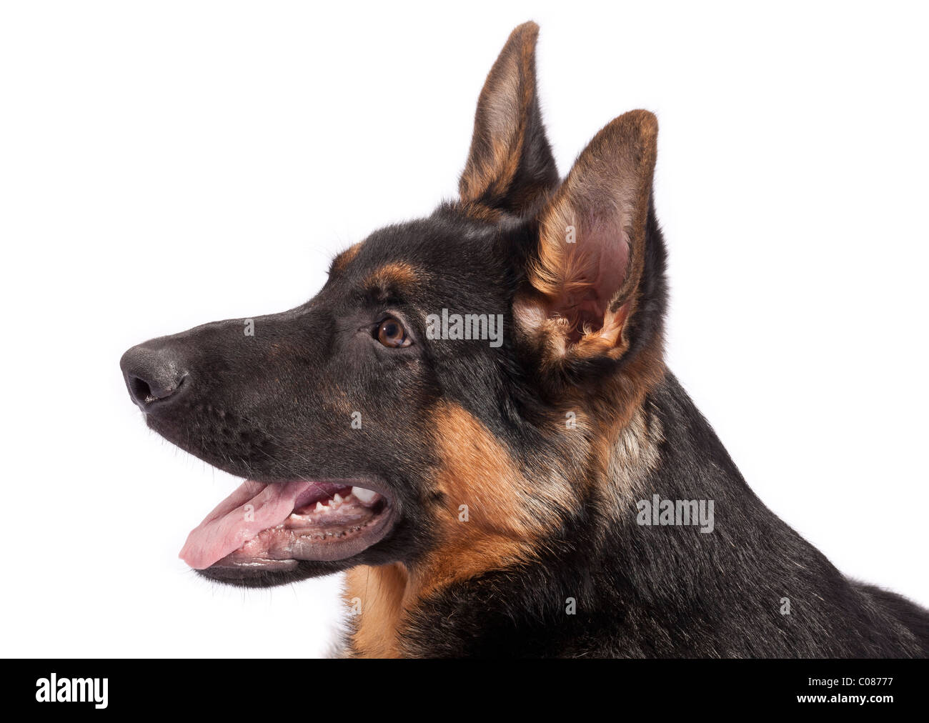 Macho joven perro pastor alemán a los 5 meses de edad Fotografía de stock -  Alamy