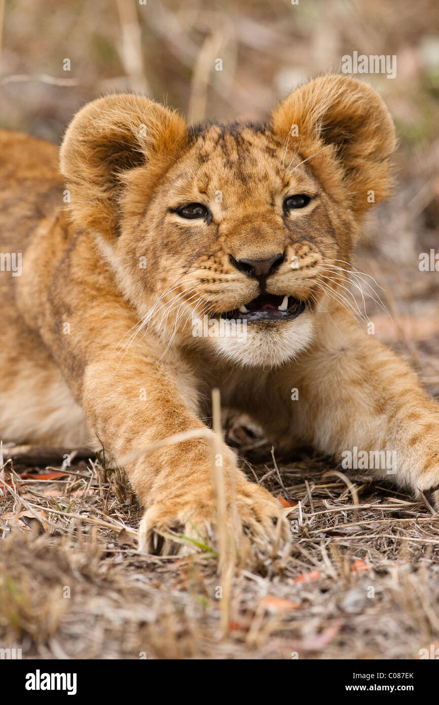 Cachorro de león, el Masai Mara, Kenya Foto de stock