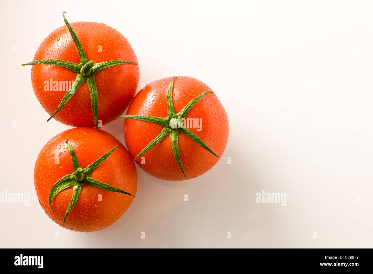Vid tomates frescos sobre un fondo blanco. Foto de stock