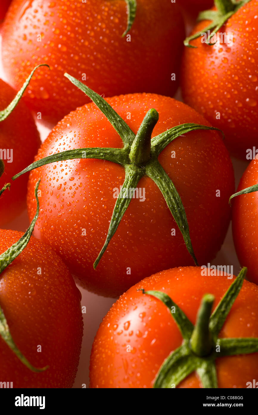 Vid tomates frescos sobre un fondo blanco. Foto de stock