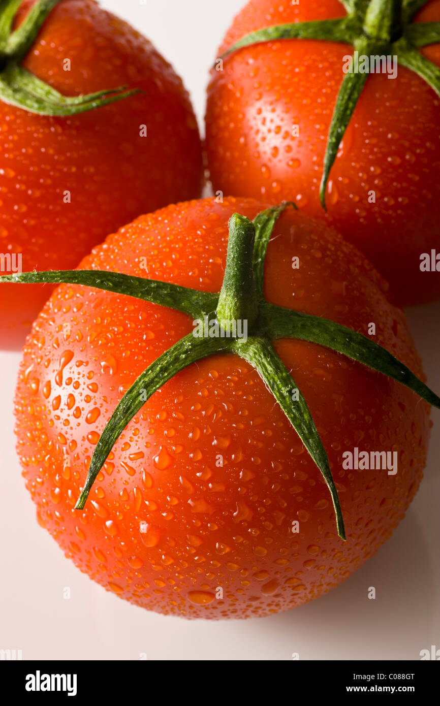 Vid tomates frescos sobre un fondo blanco. Foto de stock