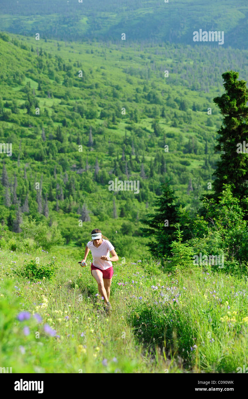 Ejecuta el emparejador hembra cerca del punto Trail en Chugach State Park cerca de Anchorage, Alaska, Southcentral Verano Foto de stock