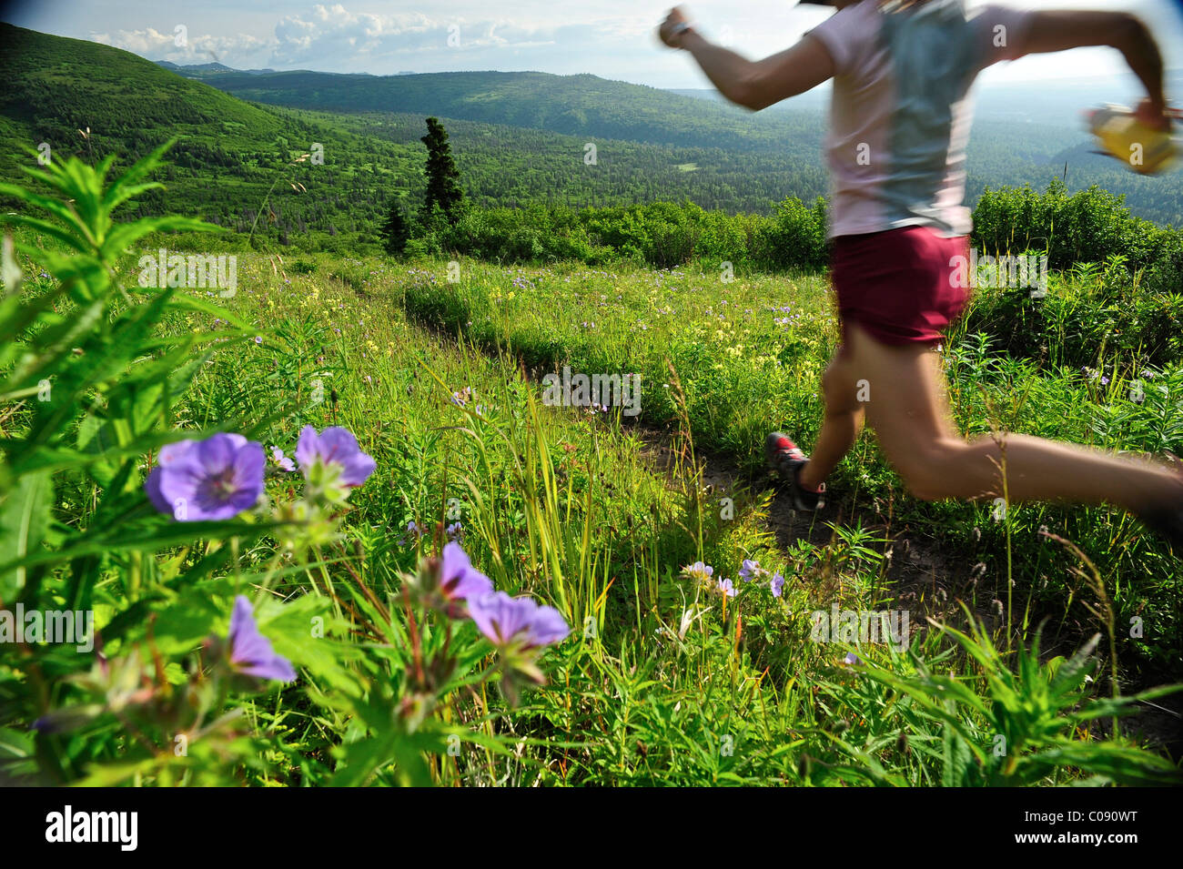 Ejecuta el emparejador hembra cerca del punto Trail en Chugach State Park cerca de Anchorage, Alaska, Southcentral Verano Foto de stock