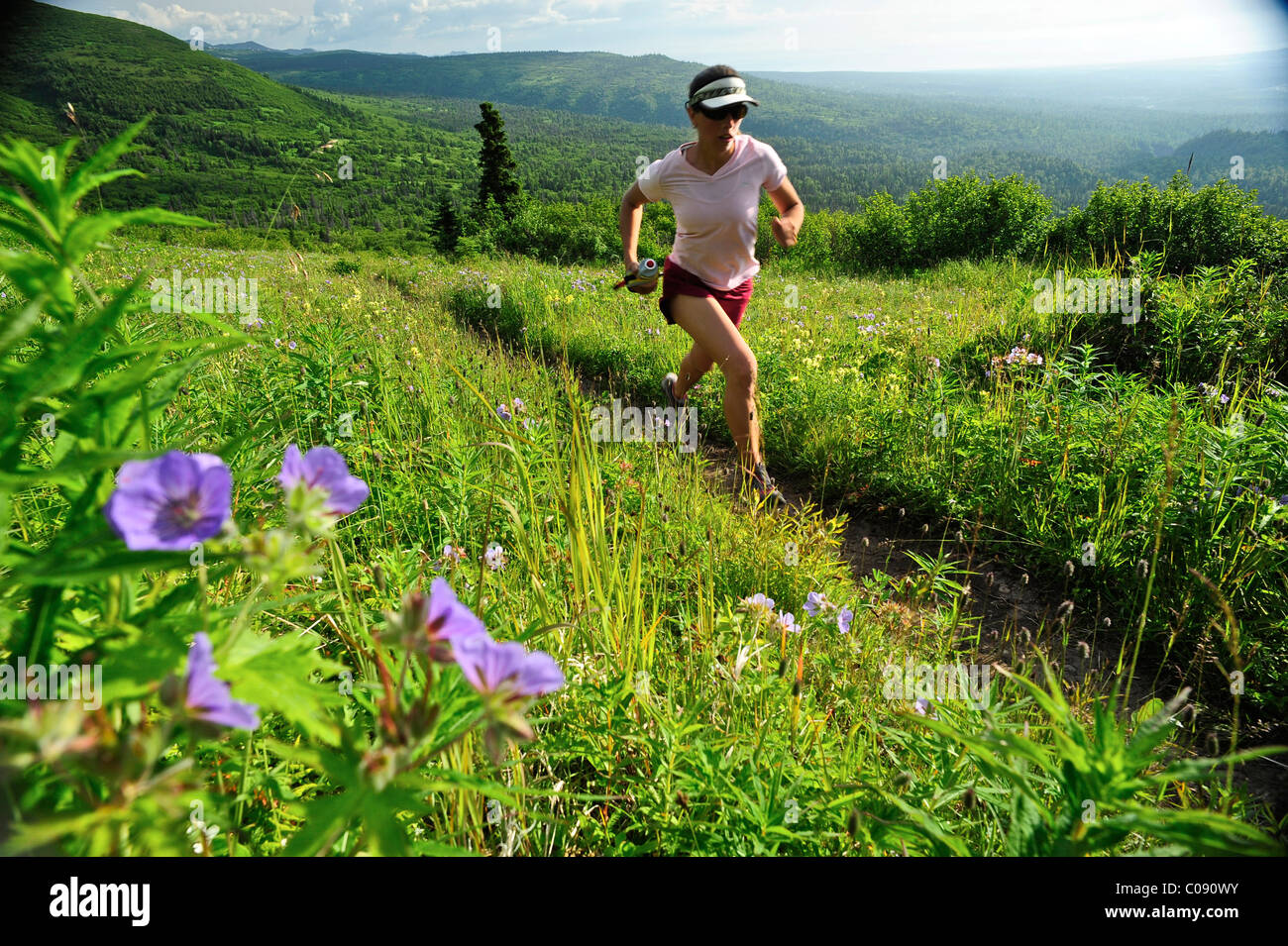 Ejecuta el emparejador hembra cerca del punto Trail en Chugach State Park cerca de Anchorage, Alaska, Southcentral Verano Foto de stock