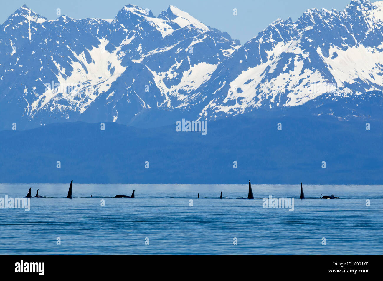 Orcas en la superficie del Canal Lynn con la costa de las montañas en la distancia, dentro del pasaje, Tongass National Foest, Alaska Foto de stock